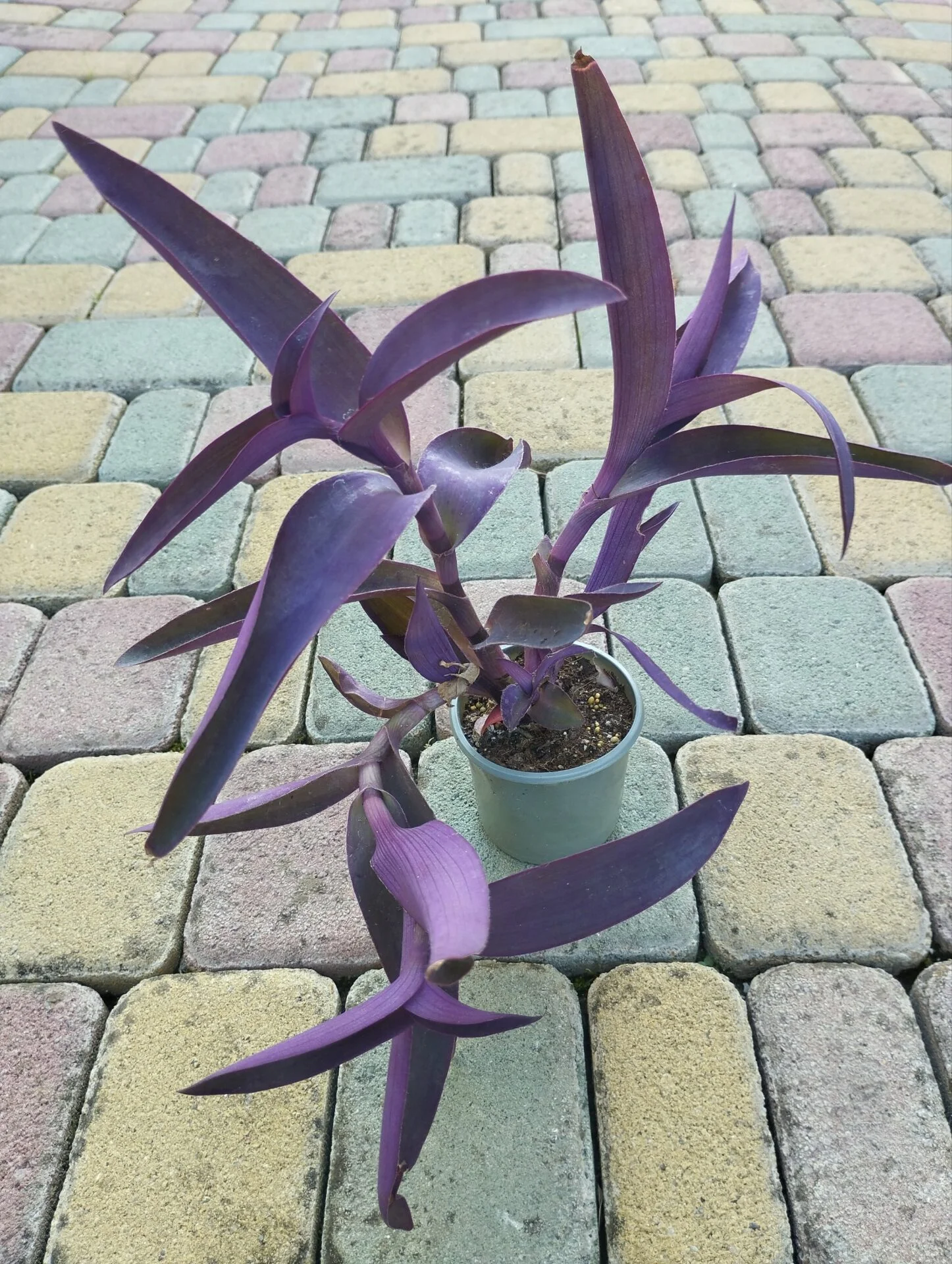Традескансія бліда Сеткреазія пурпурна Tradescantia pallida Setcreasea purpurea Д9 - Зображення 2