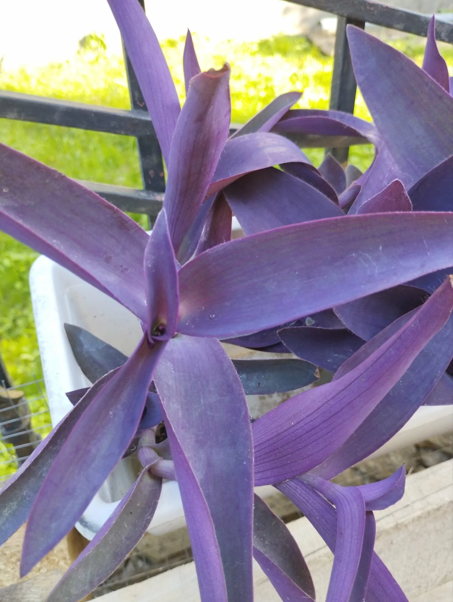 Традескансія бліда Сеткреазія пурпурна Tradescantia pallida Setcreasea purpurea Д9 - Зображення 3