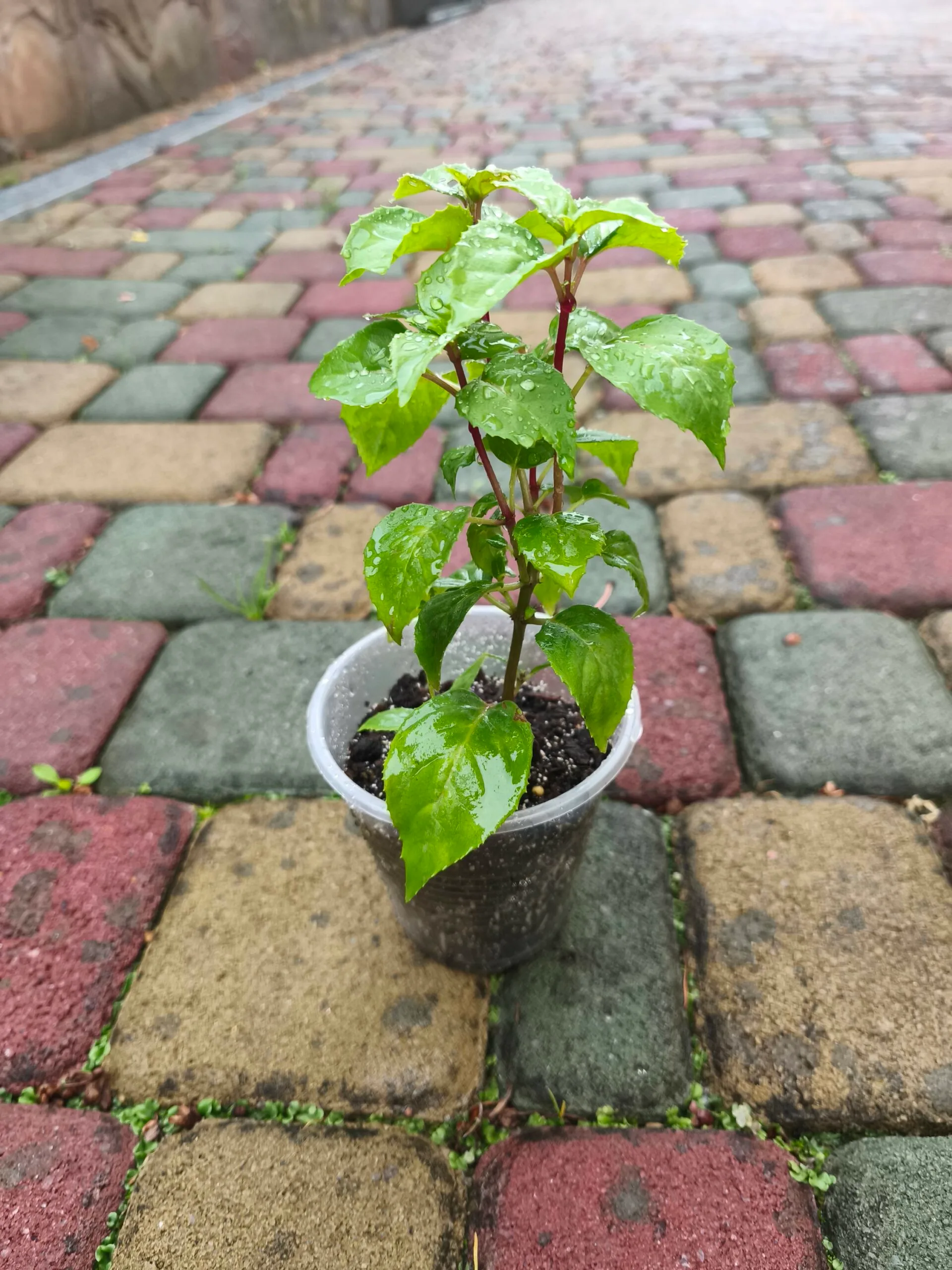 Фуксія ампельна Аннабель Fuchsia Annabel (рослина в горщику р10, висота 25-30 см) - Зображення 3