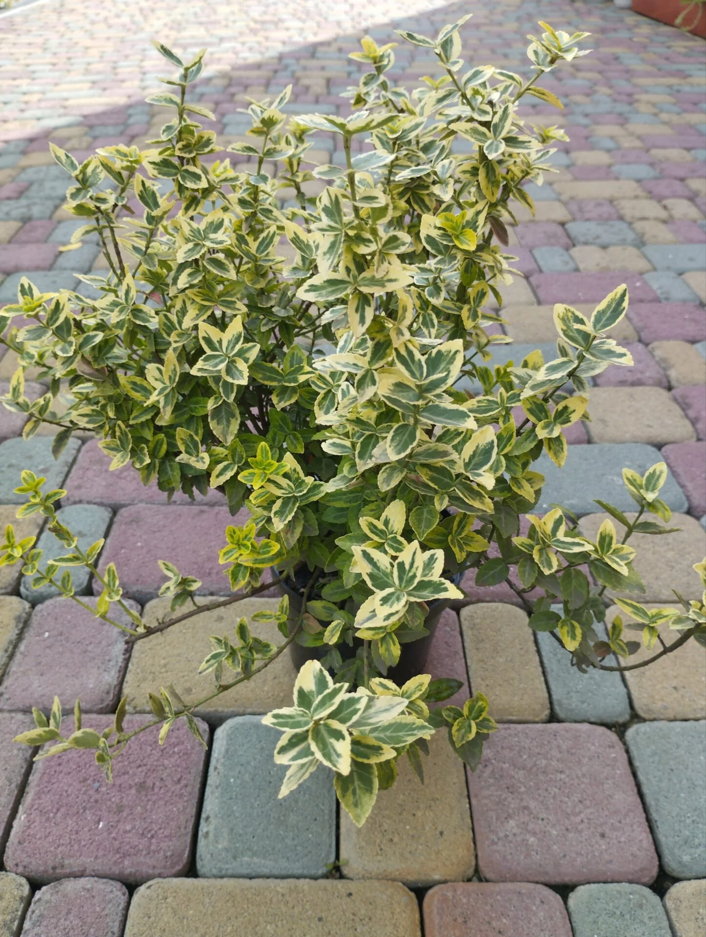 Бруслина повзуча Бересклет Форчуна Емерал Голд д17 висота 45 см зимуюча багаторічна