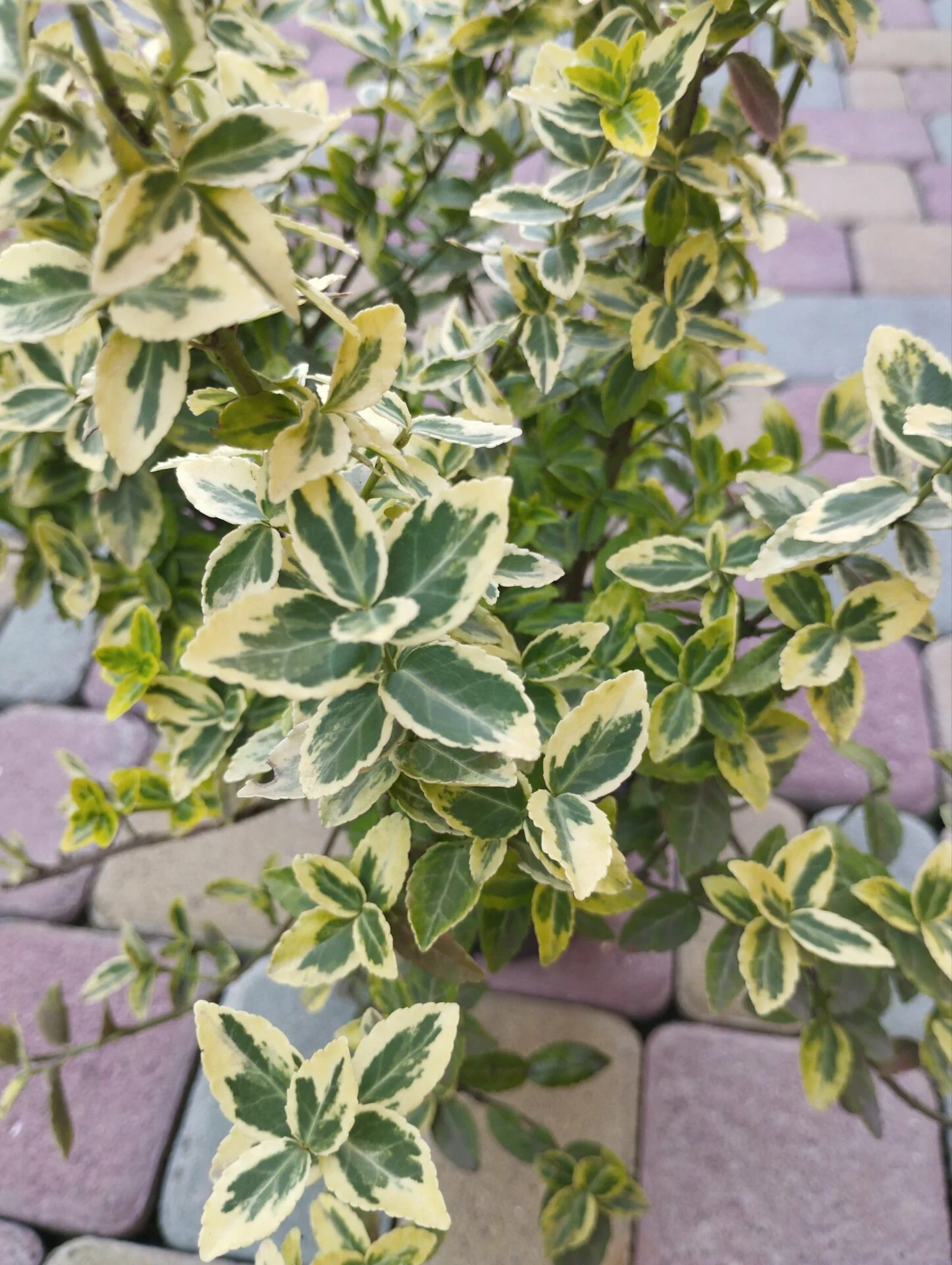 Бруслина повзуча Бересклет Форчуна Емерал Голд д17 висота 45 см зимуюча багаторічна - Зображення 2