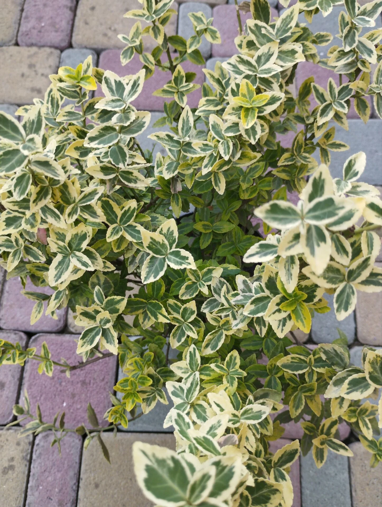 Бруслина повзуча Бересклет Форчуна Емерал Голд д17 висота 45 см зимуюча багаторічна - Зображення 4