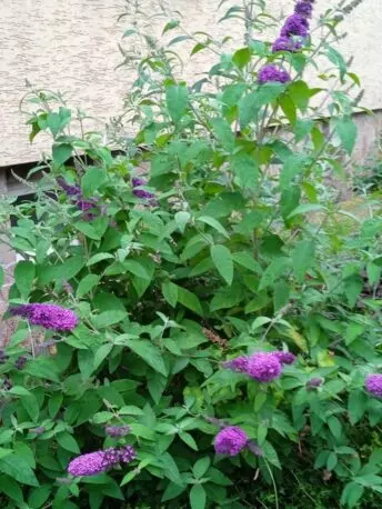 Будлея Давида фіолетово розова Buddleja Buzz Pink Purple зимуюча багаторічна