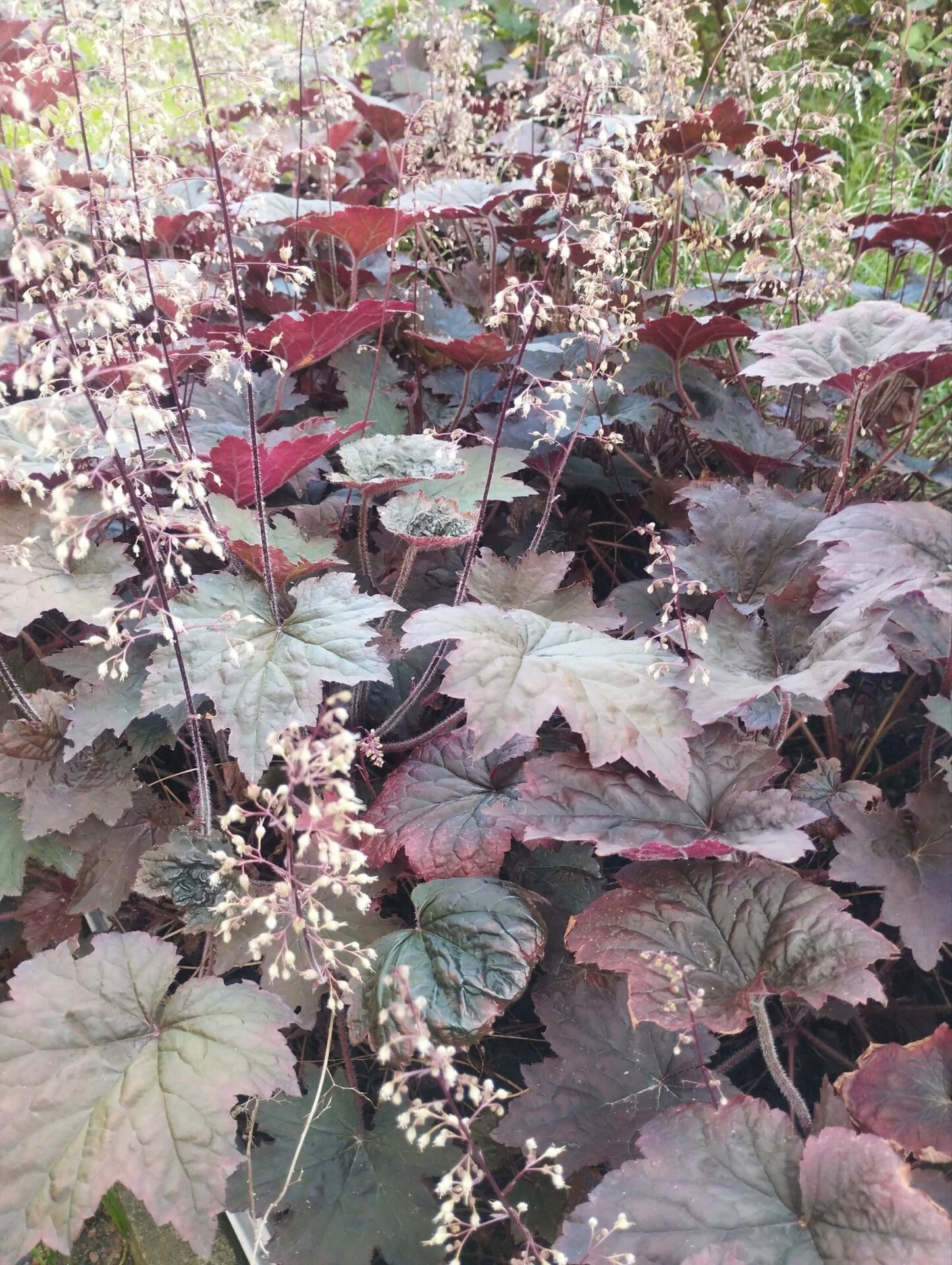 Гейхера багаторічна зимуюча (Heuchera) - Зображення 2