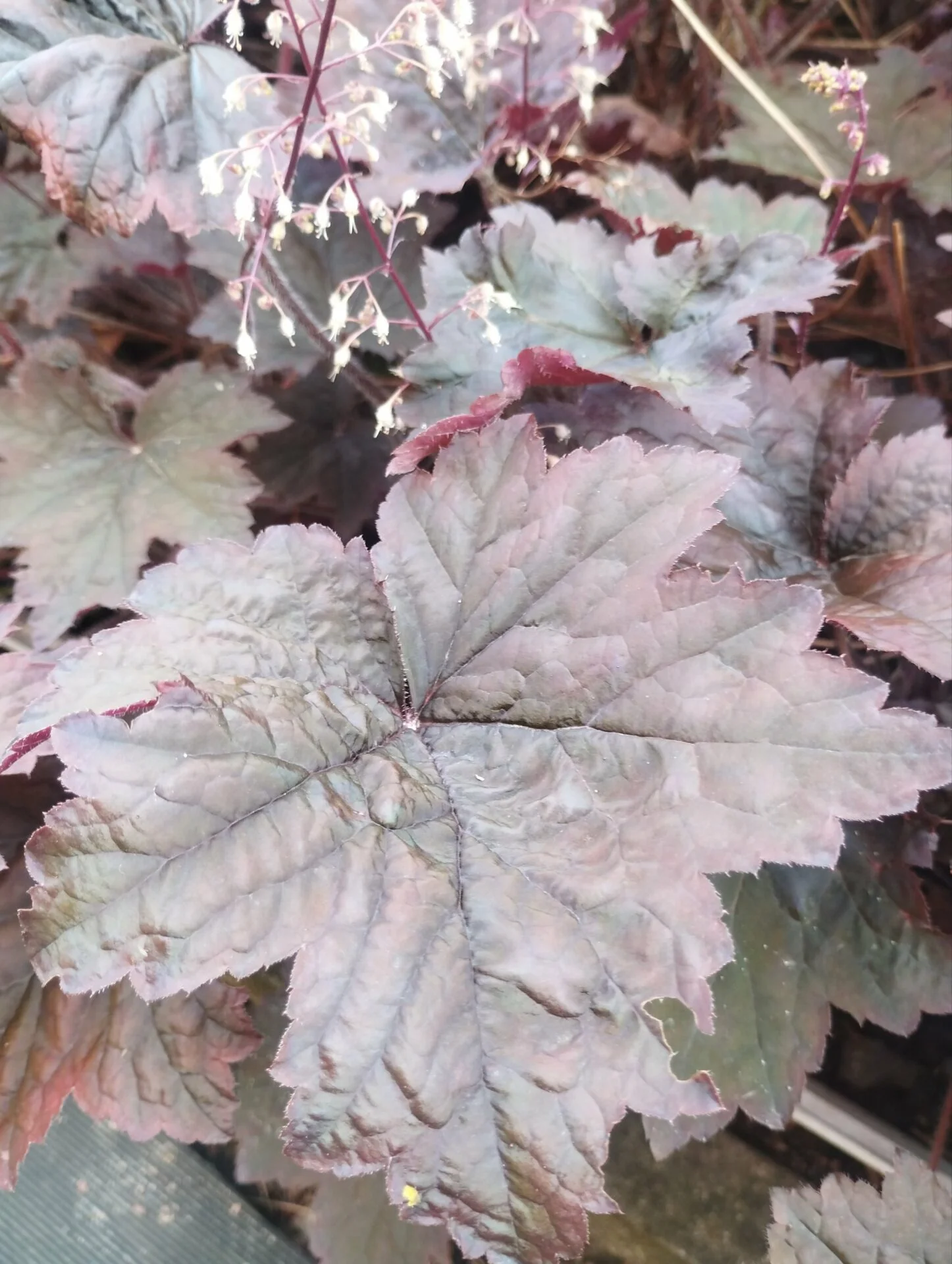 Гейхера багаторічна зимуюча (Heuchera)