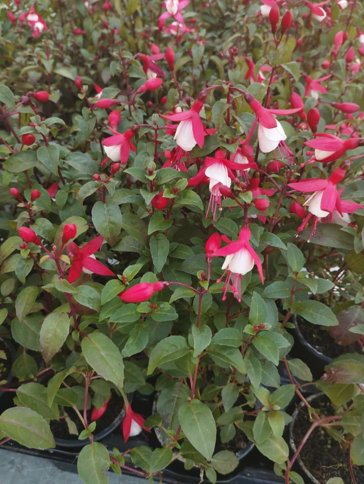 Фуксія Діва червона біла зональна Fuchsia Diva Red White (молода рослина в горщику р7, висота 15-20 см) - Зображення 2