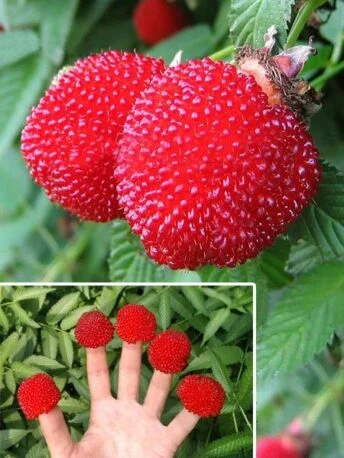 Тібетська малина розолистна Мяо-Мяо Rubus Rosaefolius саджанець