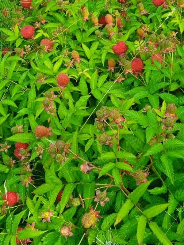 Тібетська малина розолистна Мяо-Мяо Rubus Rosaefolius саджанець - Зображення 2