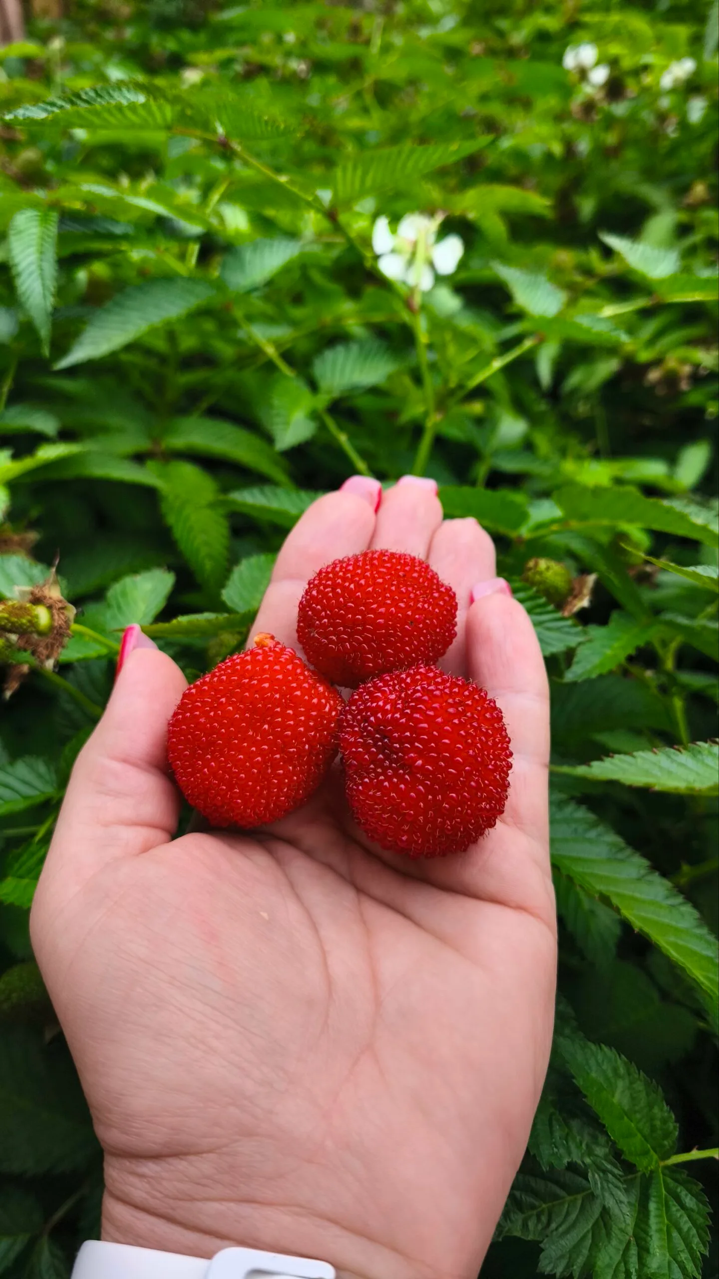 Тібетська малина розолистна Мяо-Мяо Rubus Rosaefolius саджанець - Зображення 3
