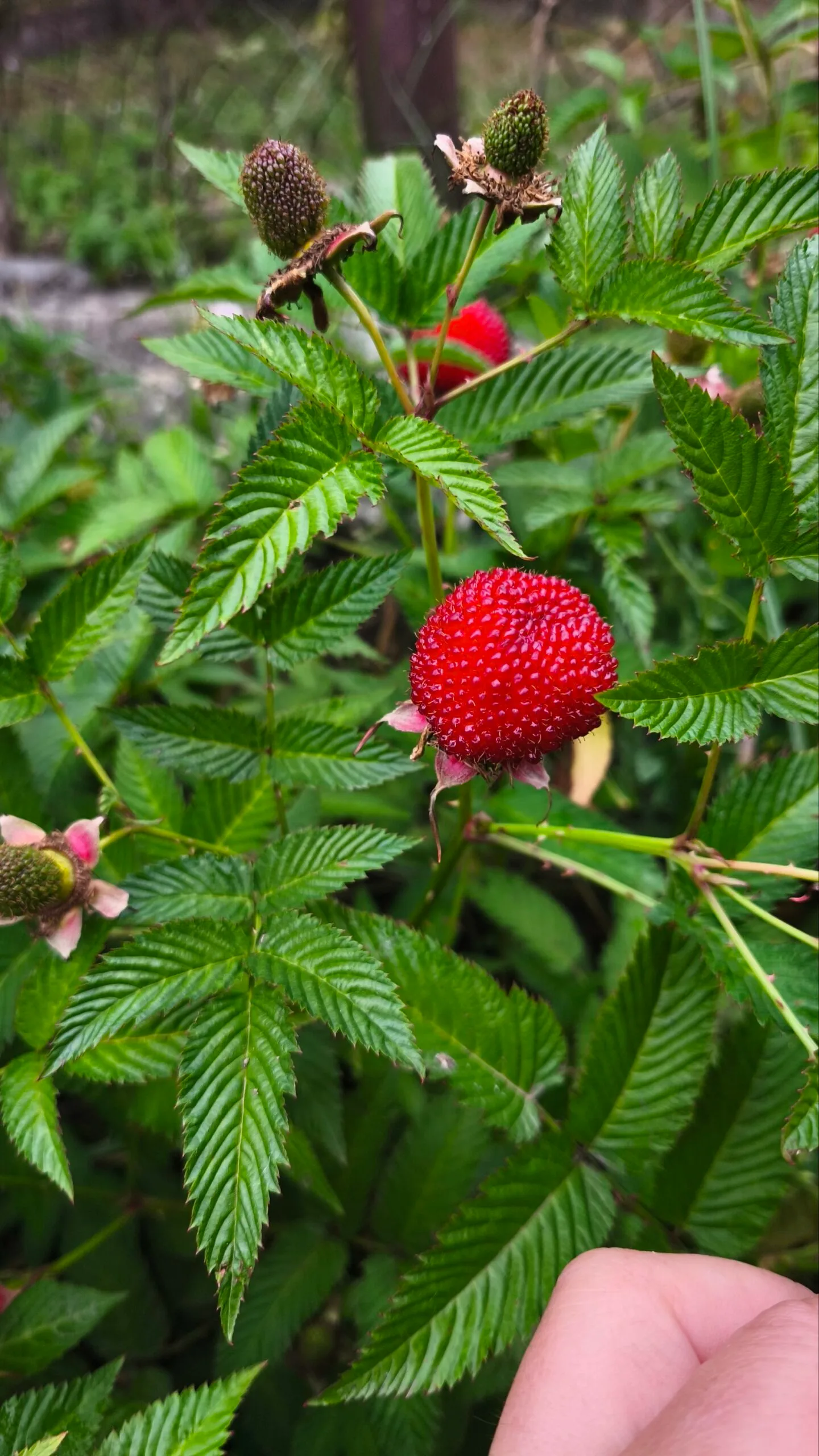 Тібетська малина розолистна Мяо-Мяо Rubus Rosaefolius саджанець - Зображення 5