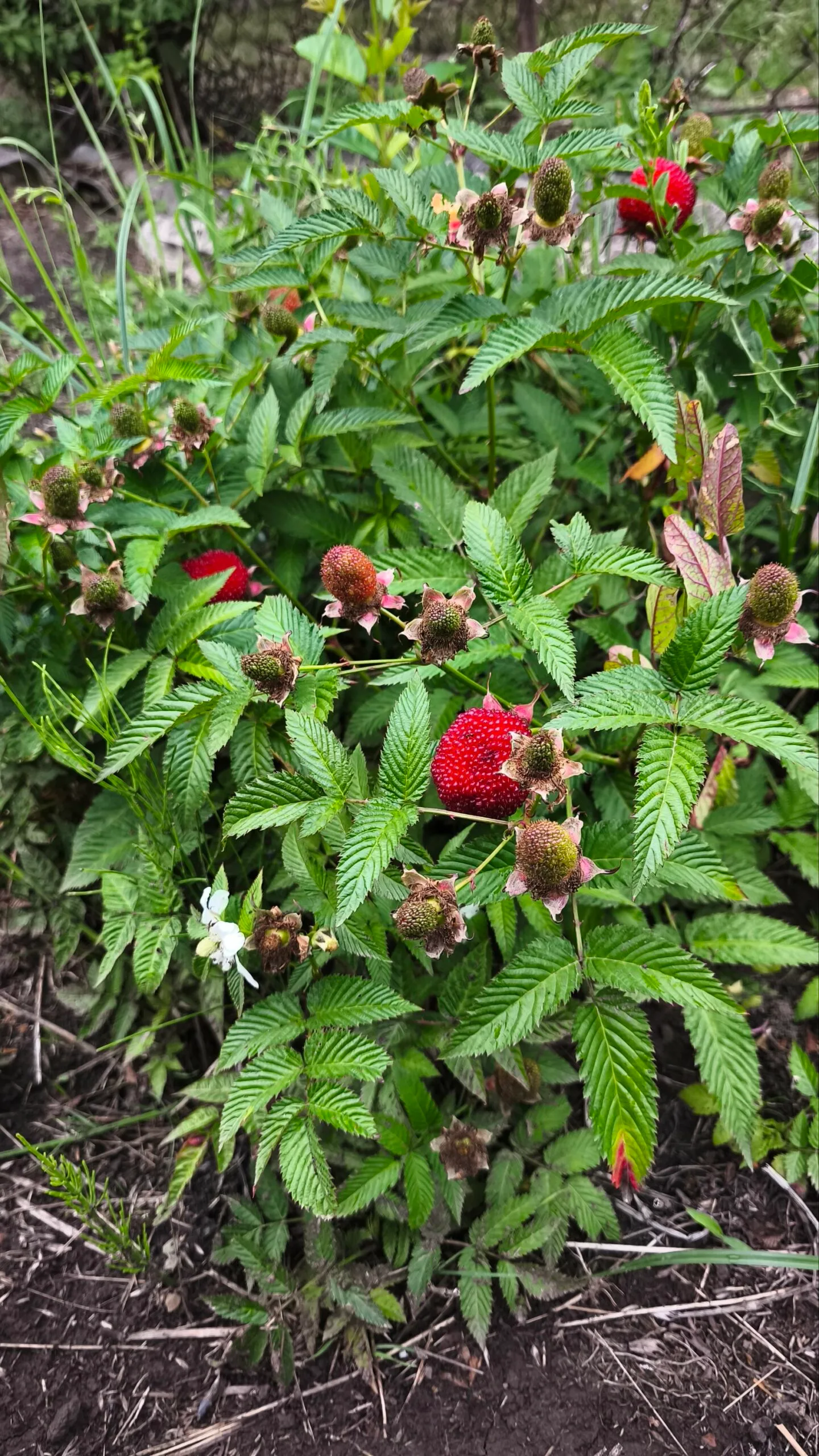 Тібетська малина розолистна Мяо-Мяо Rubus Rosaefolius саджанець - Зображення 4