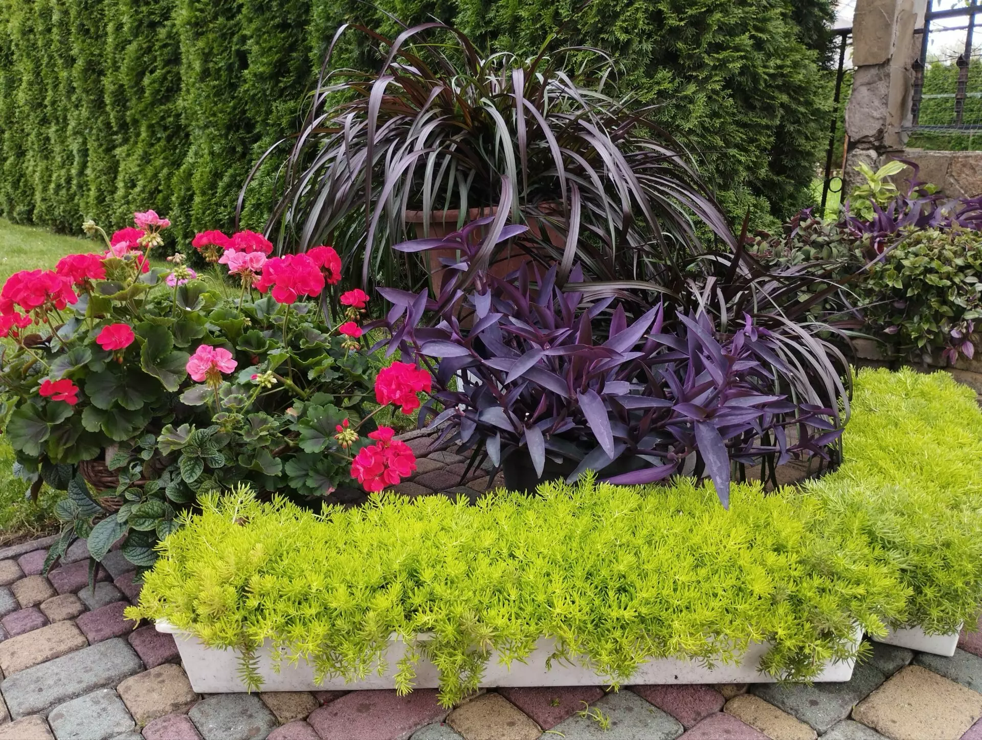 Седум Sedum sediforme Gold Очиток очитковидний Голд д9 см. - Зображення 4