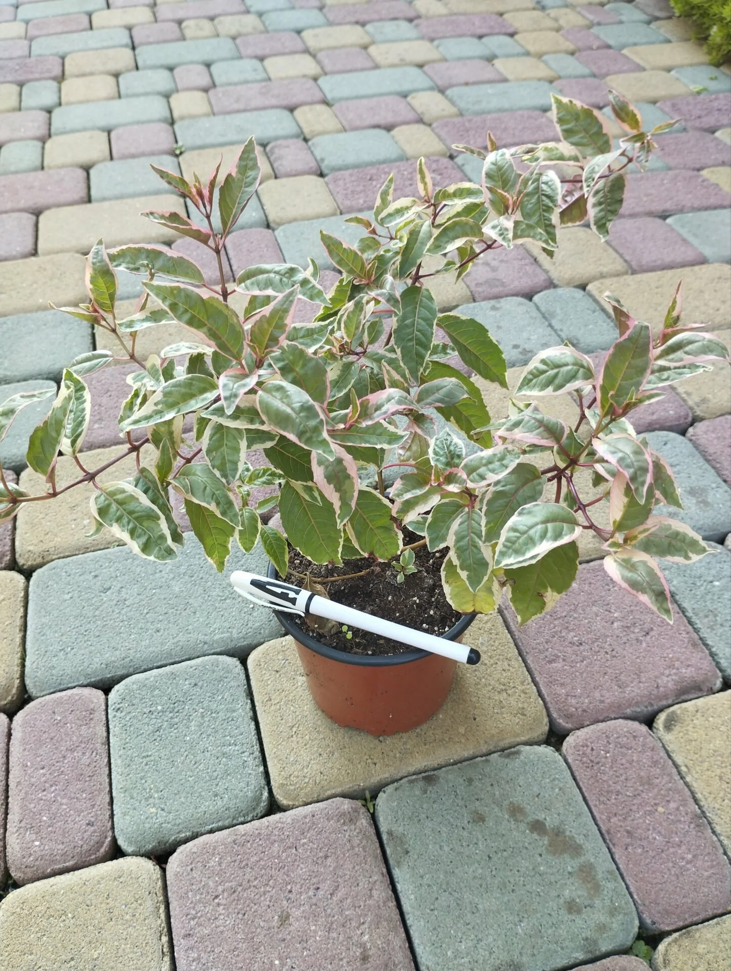 Фуксія Том Вест ампельна Fuchsia Tom West (рослина в горщику р10, висота 25-30 см) - Зображення 3
