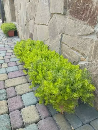 Седум Sedum sediforme Gold Очиток очитковидний Голд д9 см.