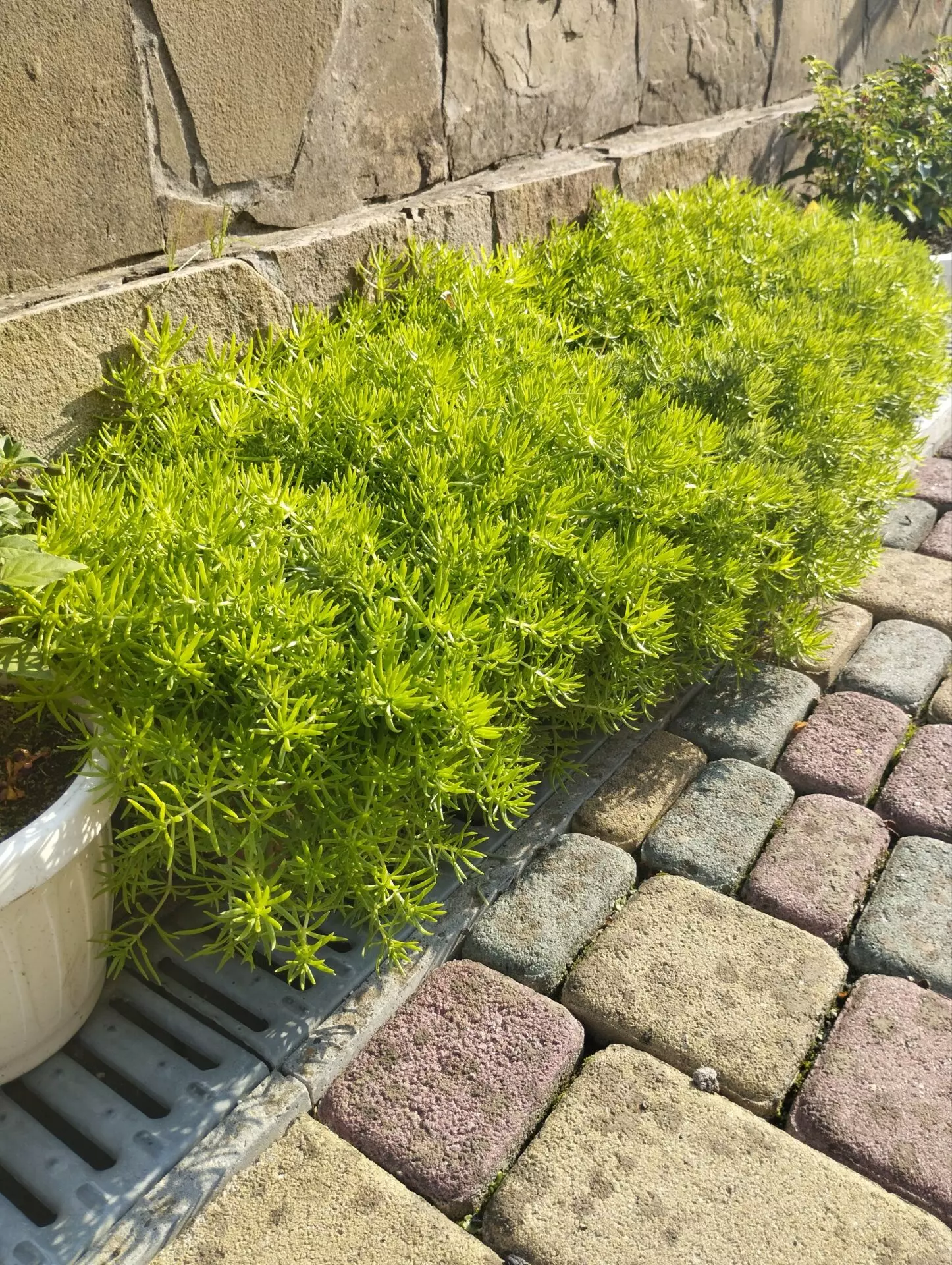 Седум Sedum sediforme Gold Очиток очитковидний Голд д9 см. - Зображення 3