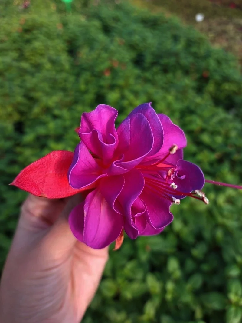 Фуксія кущова Джиліан Fuchsia Gillian саджанець (молода рослина в горщику р7, висота 15-20 см) - Зображення 4