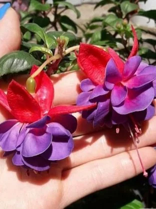 Фуксія Джиліан кущова Fuchsia Gillian (рослина в горщику р10, висота 25-30 см)