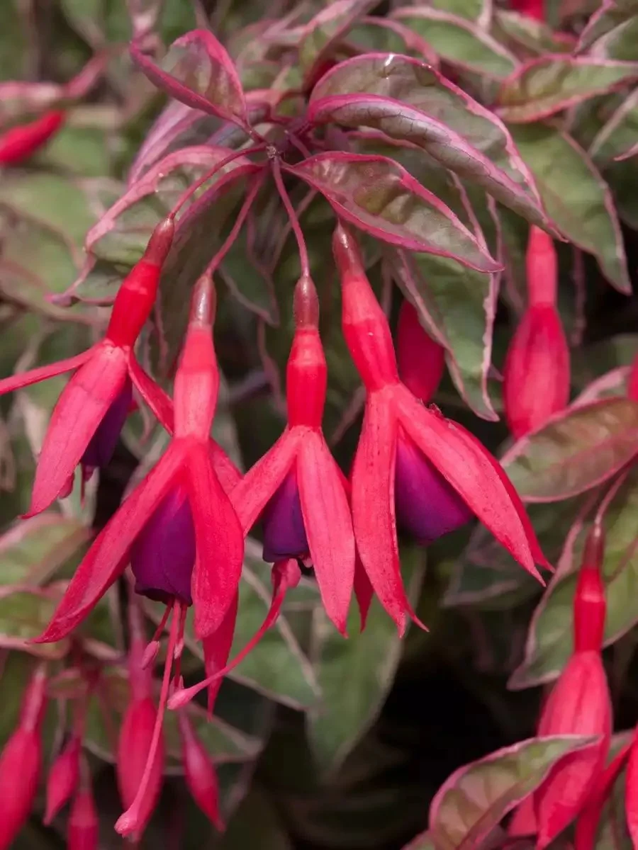 Фуксія Том Вест ампельна Fuchsia Tom West (рослина в горщику р10, висота 25-30 см) - Зображення 2