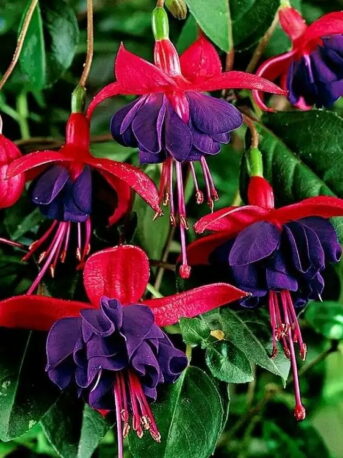 Фуксія ампельна Доллар Принцесс Fuchsia Dollar Princess (молода рослина в горщику р7, висота 15-20 см)