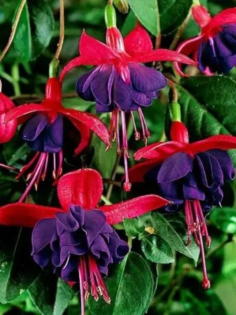 Фуксія Доллар Принцес ампельна Fuchsia Dollar Princess (рослина в горщику р10, висота 25-30 см)