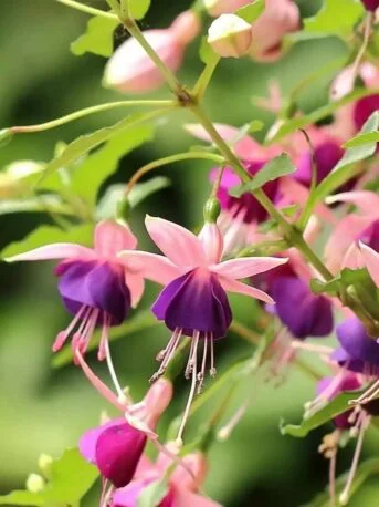 Фуксія ампельна Ламбада Fuchsia Lambada (молода рослина в горщику р7, висота 15-20 см)