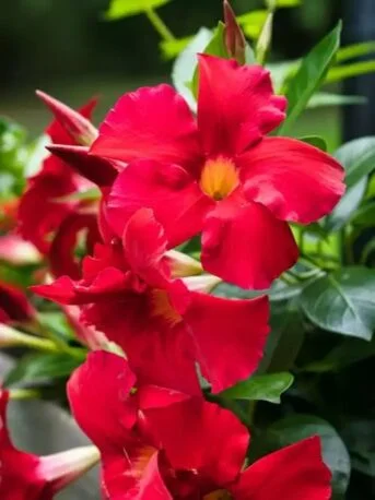 Дипладенія червона Сундавіл Sundaville Classic Red Dipladenia Mandevilla Мандевілла саджанець d7