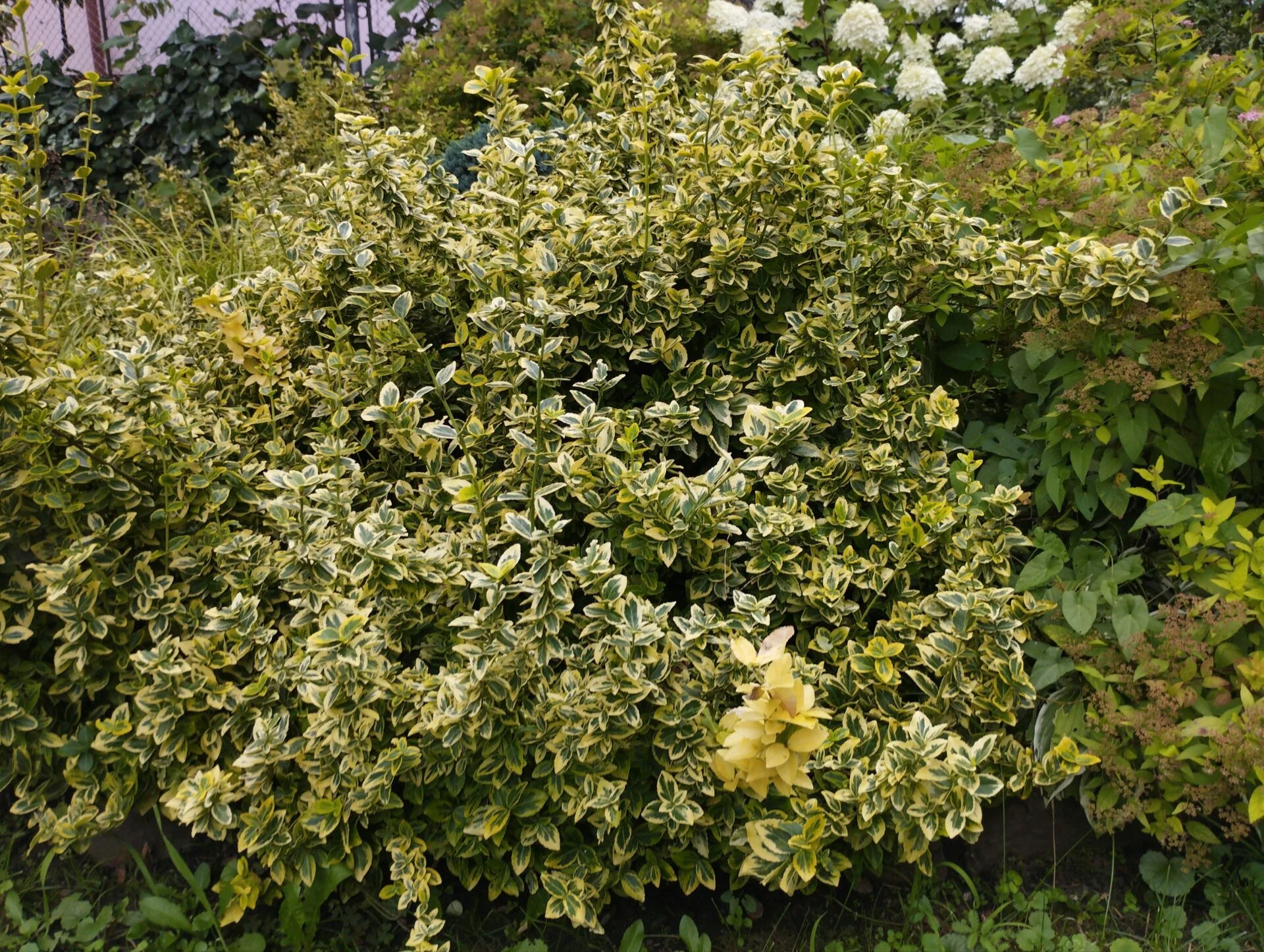 Бруслина повзуча Бересклет Форчуна Емерал Голд д17 висота 45 см зимуюча багаторічна - Зображення 3