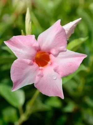 Дипладенія розова Cream Pink Сундавіл Sundaville Dipladenia Mandevilla Мандевілла (рослина в горщику р13, висота 35-40 см)