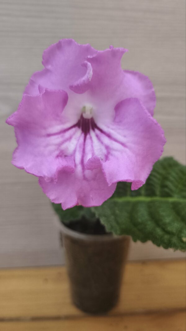 Стрептокарпус DS-Baby 1509 Streptocarpus - Зображення 4