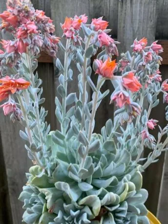 Сукулент Ехеверія Топсі Турві Echeveria Topsy Turvy кімнатна, невибаглива, красива, рідкісна рослина