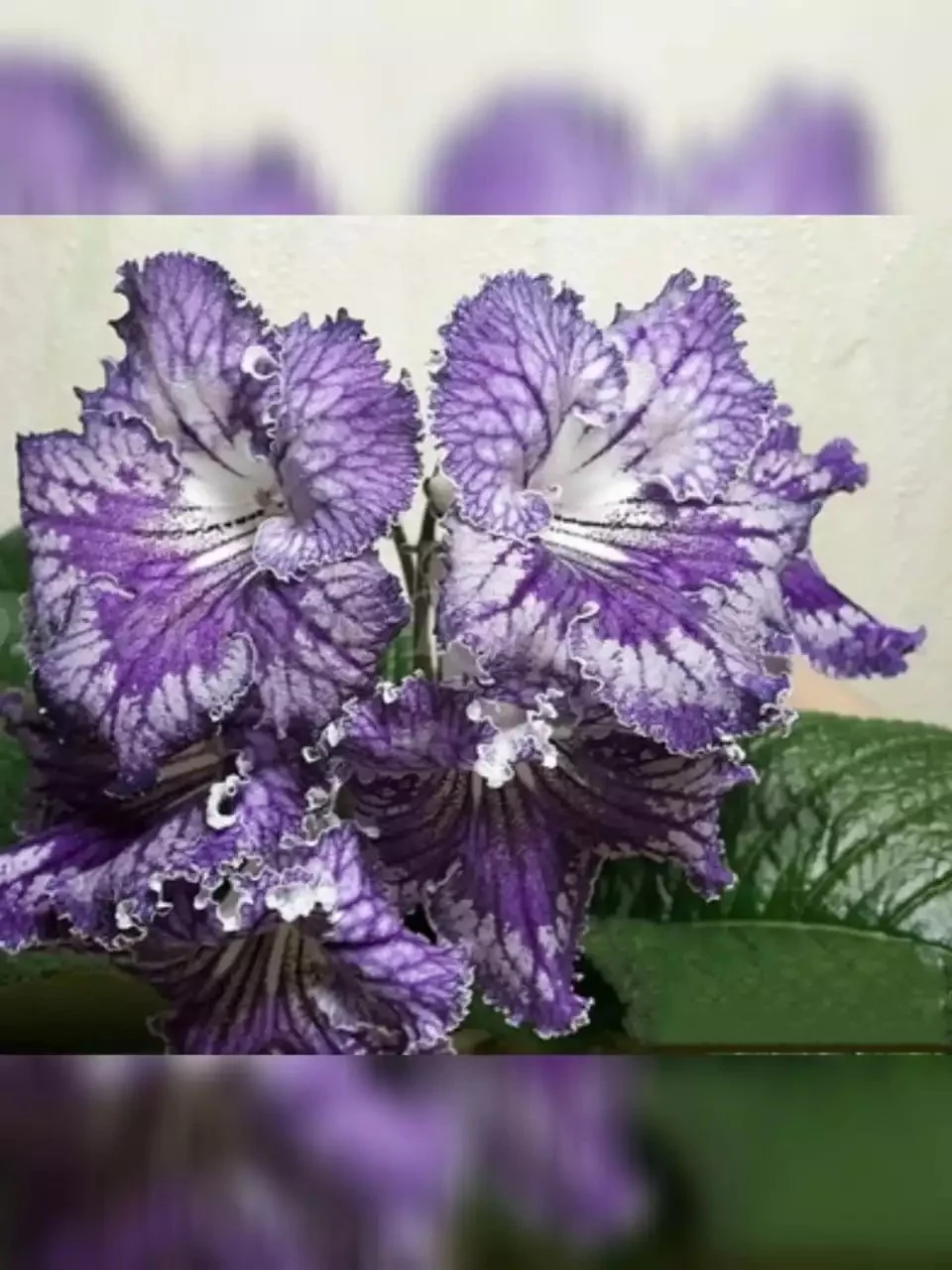 Стрептокарпус UA-Леший Streptocarpus - Зображення 3
