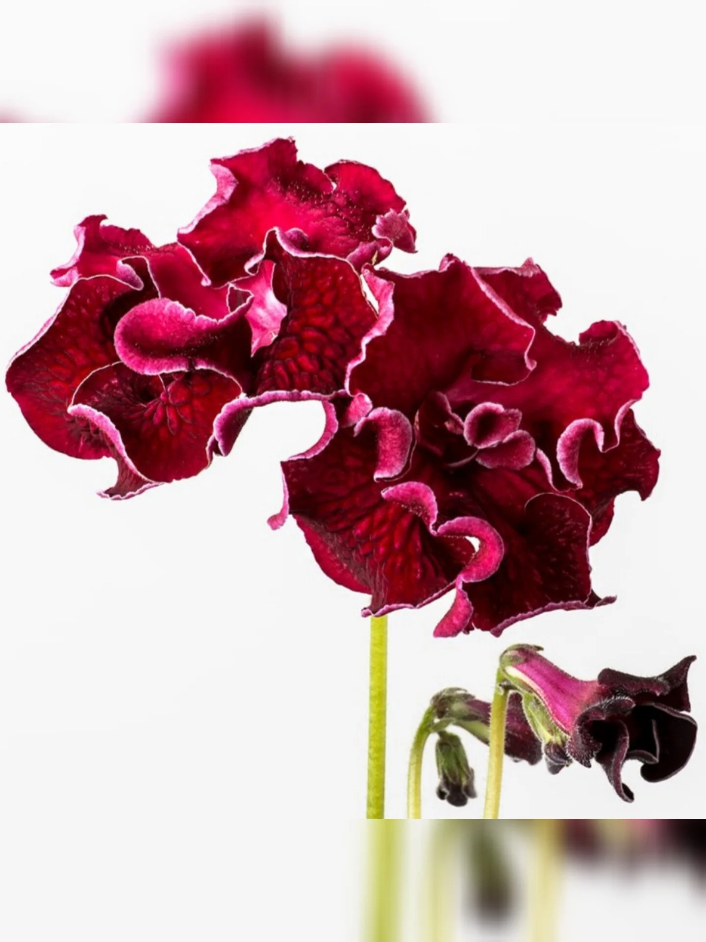 Стрептокарпус DS-1911 Streptocarpus - Зображення 2