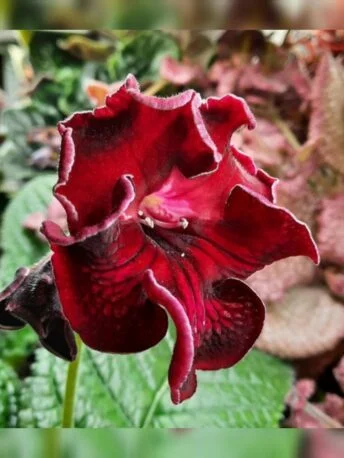 Стрептокарпус DS-1911 Streptocarpus