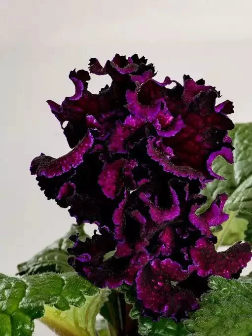 Стрептокарпус DS-Акелла 2027 Streptocarpus (молода рослина в горщику р5) - Зображення 3