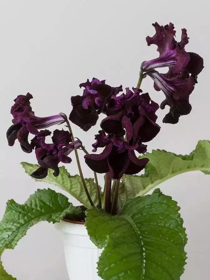 Стрептокарпус DS-Акелла 2027 Streptocarpus (молода рослина в горщику р5) - Зображення 4