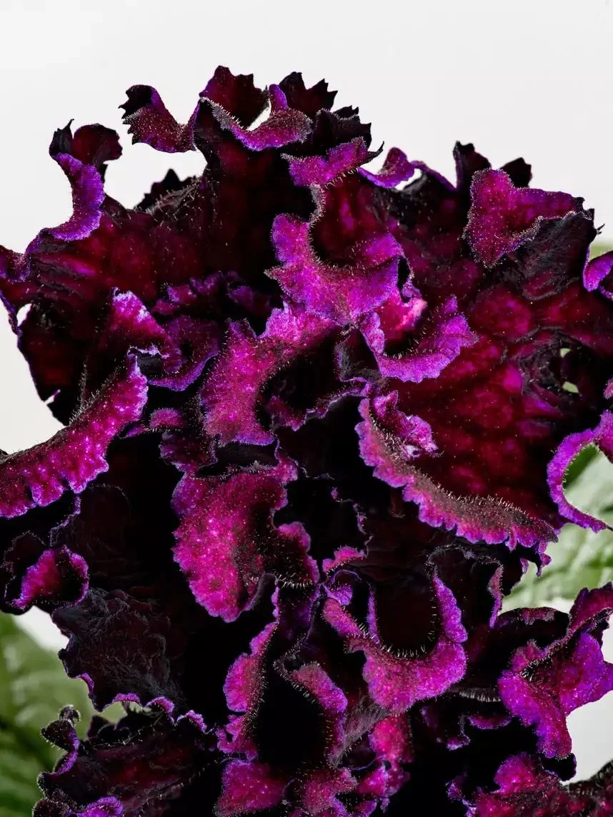 Стрептокарпус DS-Акелла 2027 Streptocarpus (молода рослина в горщику р5) - Зображення 2