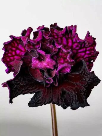Стрептокарпус DS-Акелла 2027 Streptocarpus (молода рослина в горщику р5)
