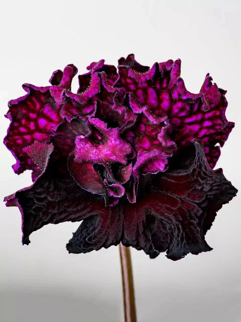 Стрептокарпус DS-Акелла 2027 Streptocarpus (молода рослина в горщику р5)