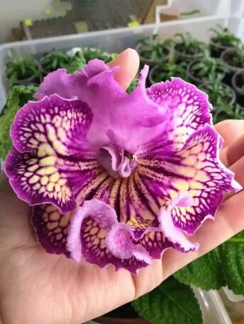 Стрептокарпус ВаТ-Нюша Валькова Streptocarpus