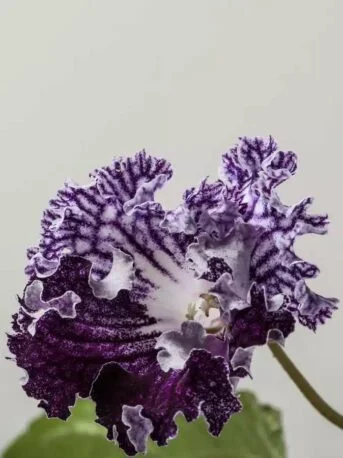 Стрептокарпус DS-1567 Streptocarpus