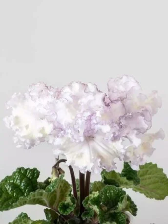 Стрептокарпус DS-1795 Streptocarpus