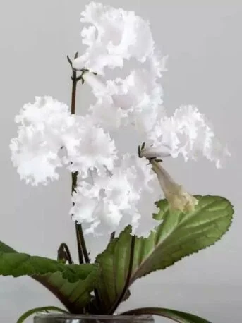 Стрептокарпус DS-1868 Streptocarpus