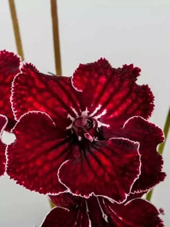Стрептокарпус DS-2052 Streptocarpus