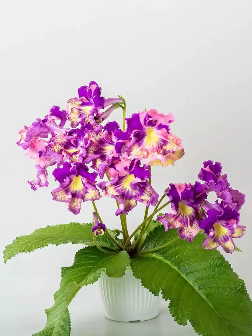 Стрептокарпус DS-2320 Streptocarpus - Зображення 2