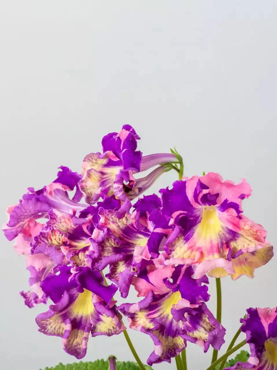 Стрептокарпус DS-2320 Streptocarpus - Зображення 3