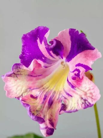 Стрептокарпус DS-2320 Streptocarpus