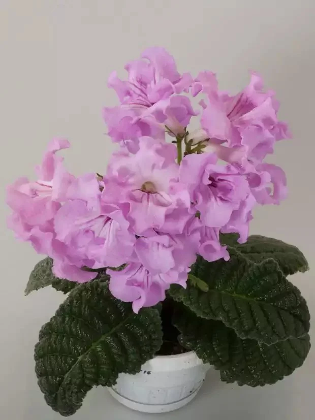 Стрептокарпус DS-Baby 1509 Streptocarpus - Зображення 3