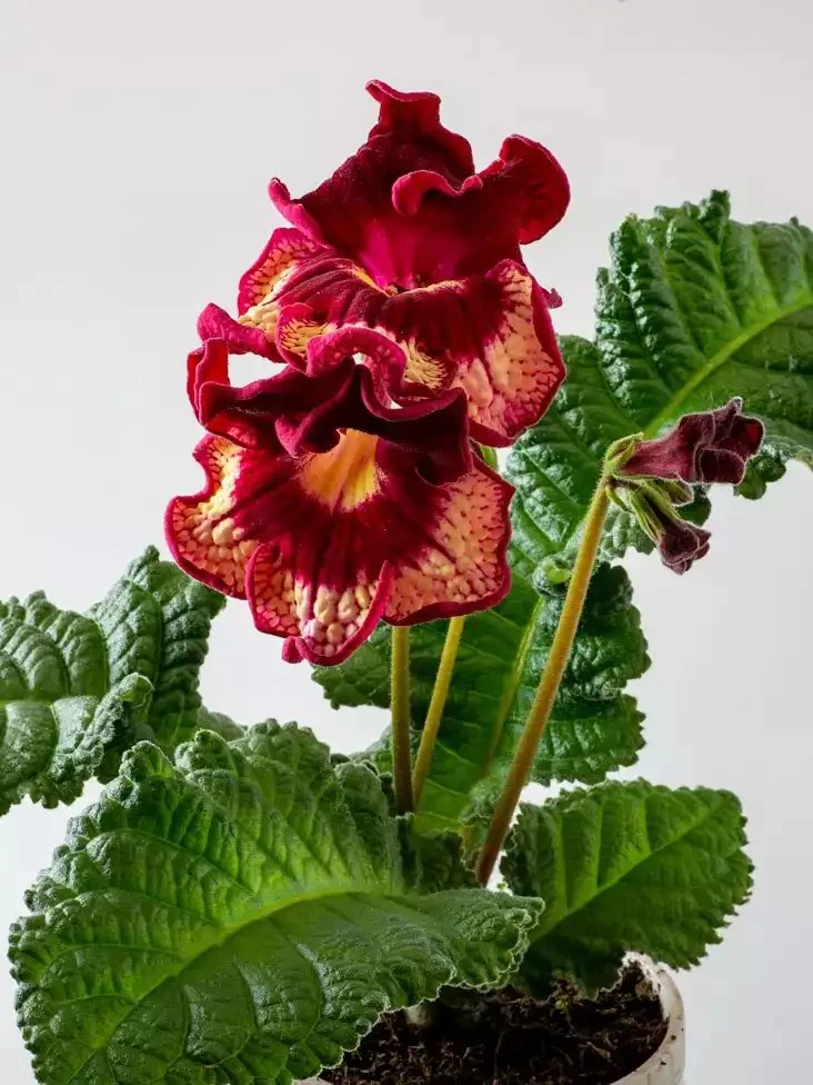 Стрептокарпус DS-Bella Ciao 2437 Streptocarpus - Зображення 3