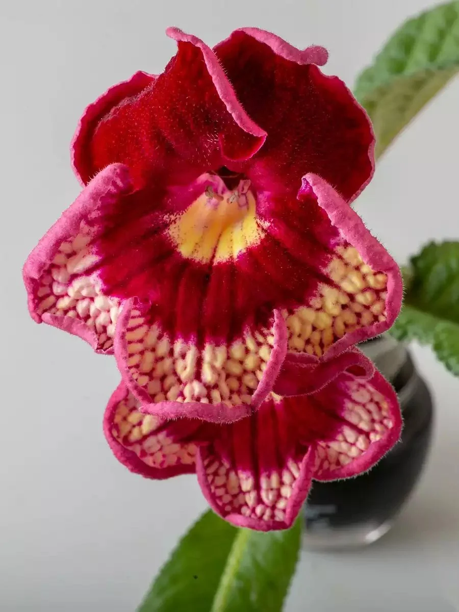 Стрептокарпус DS-Bella Ciao 2437 Streptocarpus