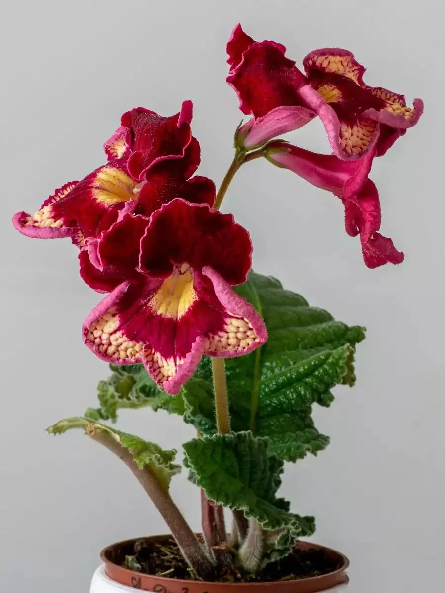 Стрептокарпус DS-Bella Ciao 2437 Streptocarpus - Зображення 4